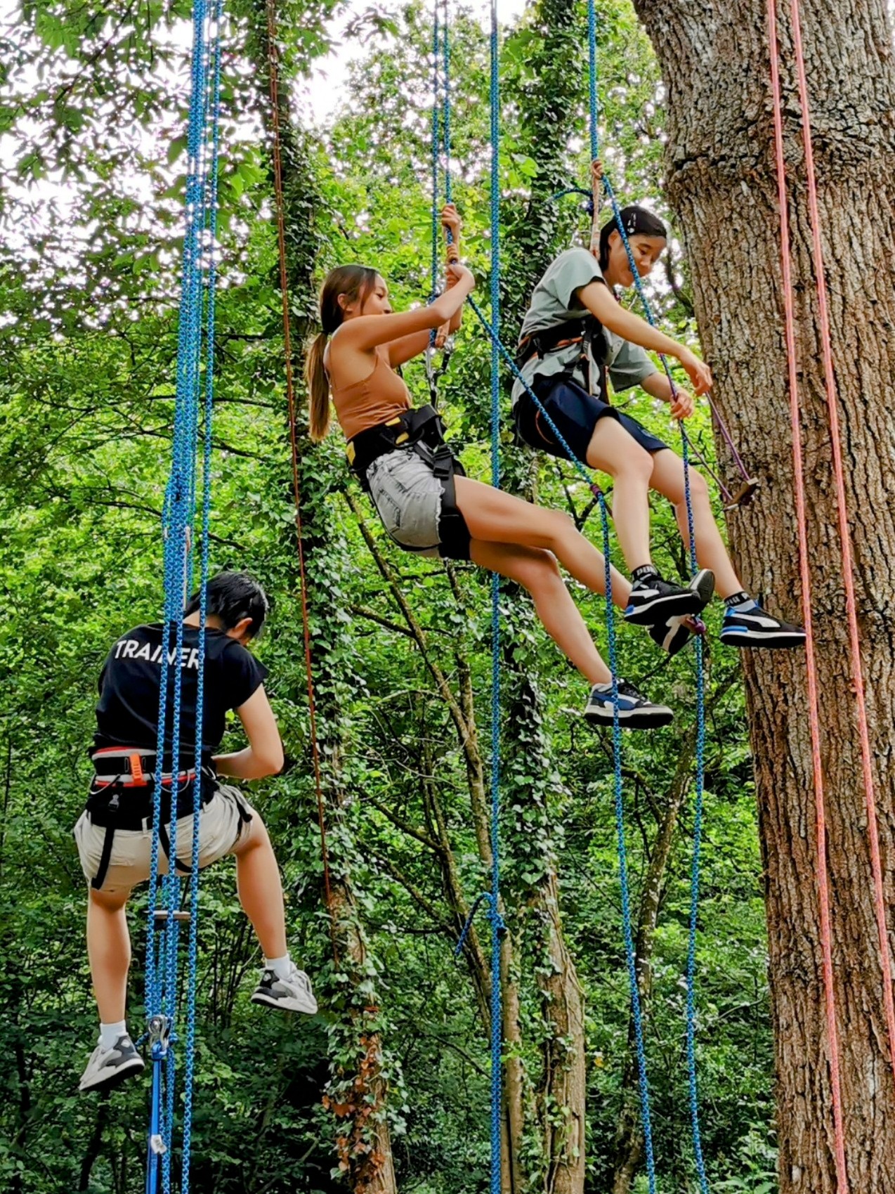 Balade arborée grimpe d'arbre découverte nature Bretagne - Photo 9
