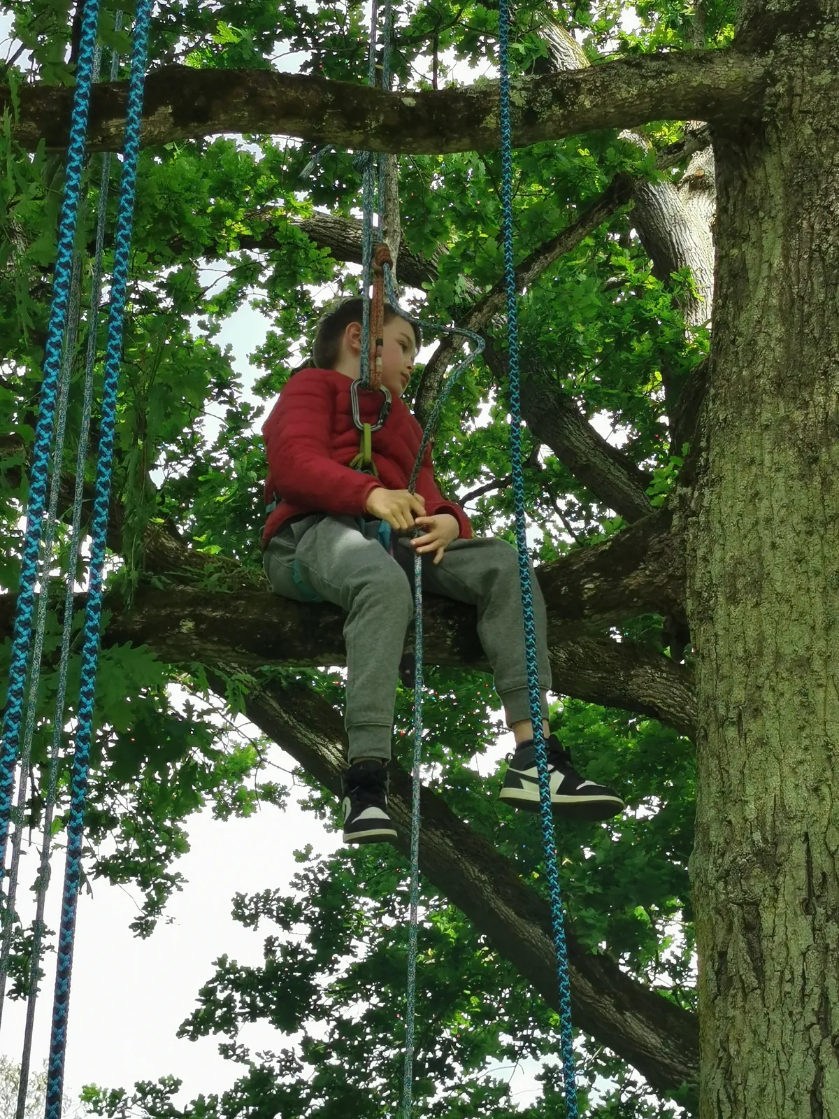 Grimpe d'arbre collectivités entreprises Bretagne - Photo 9