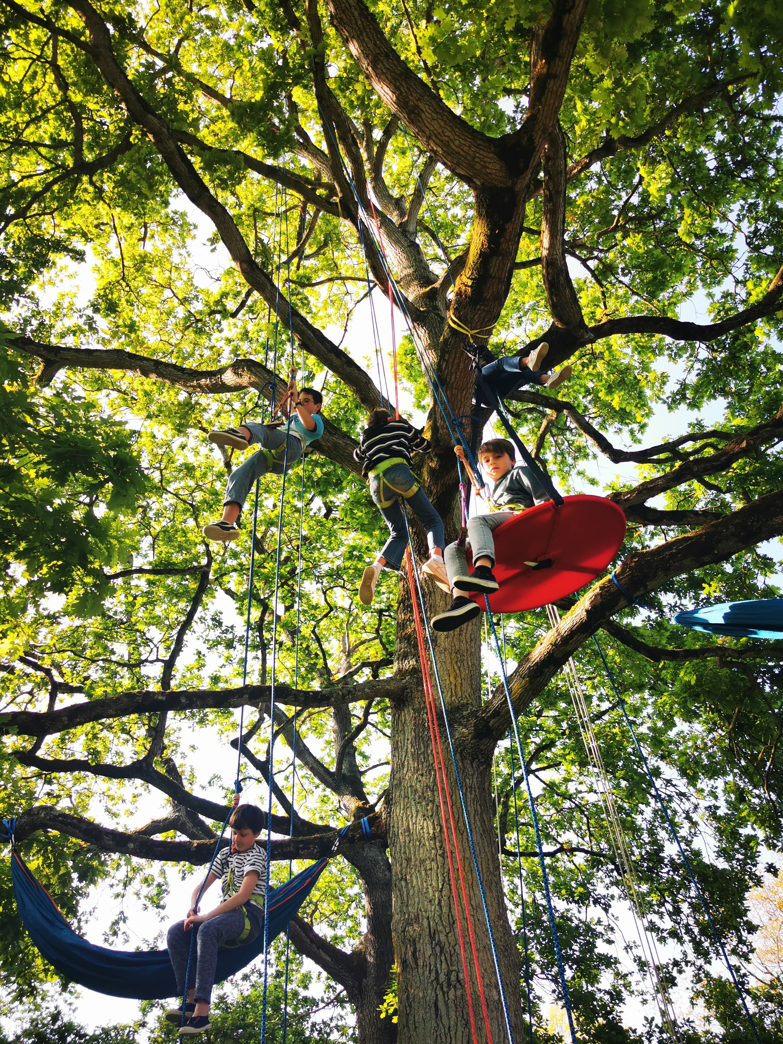 Grimpe d'arbre en pleine nature avec La Tête en l'Air - Activité encadrée en Bretagne