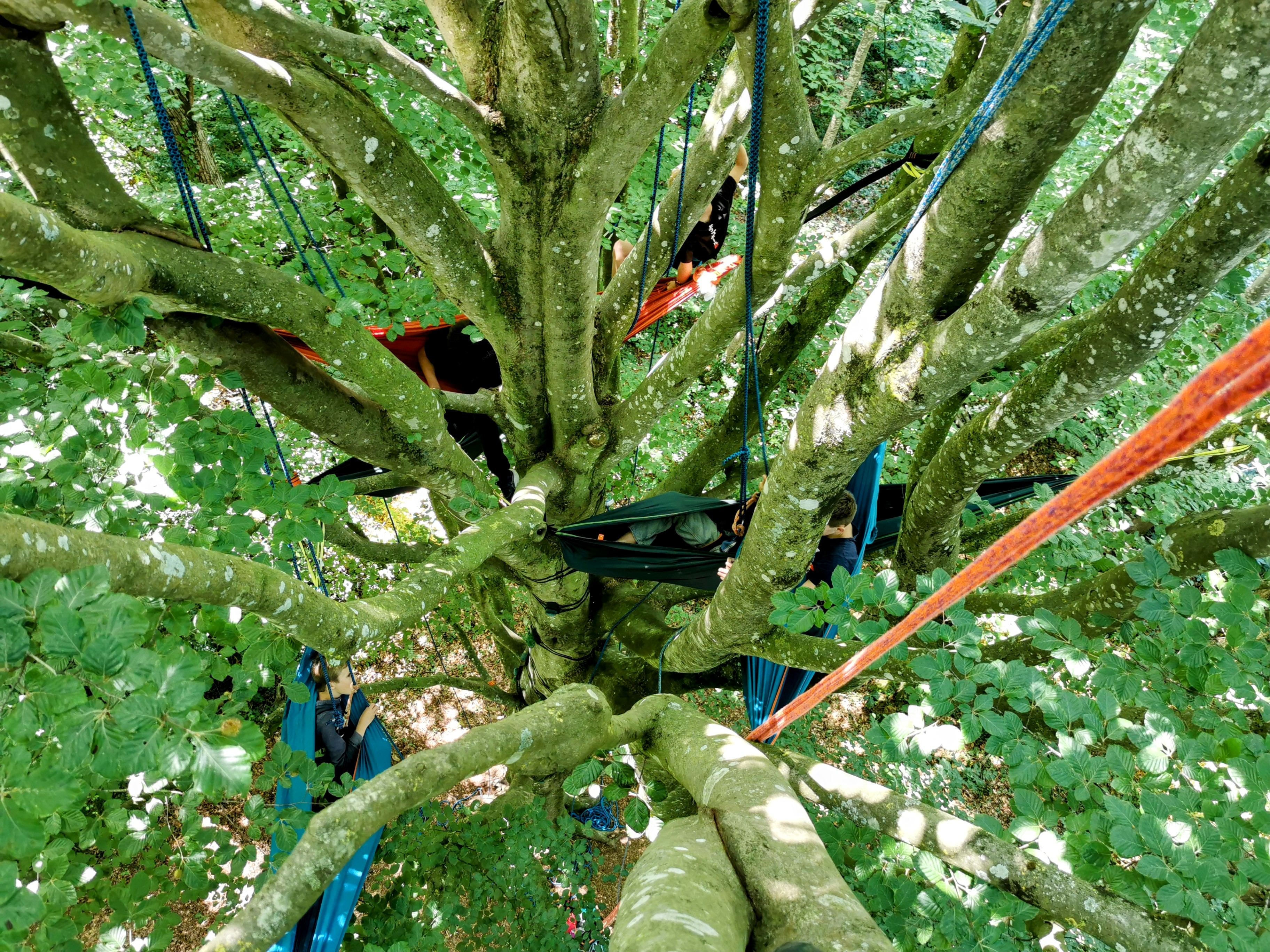 Nuit perchée bivouac - hamacs suspendus dans les arbres vue aérienne