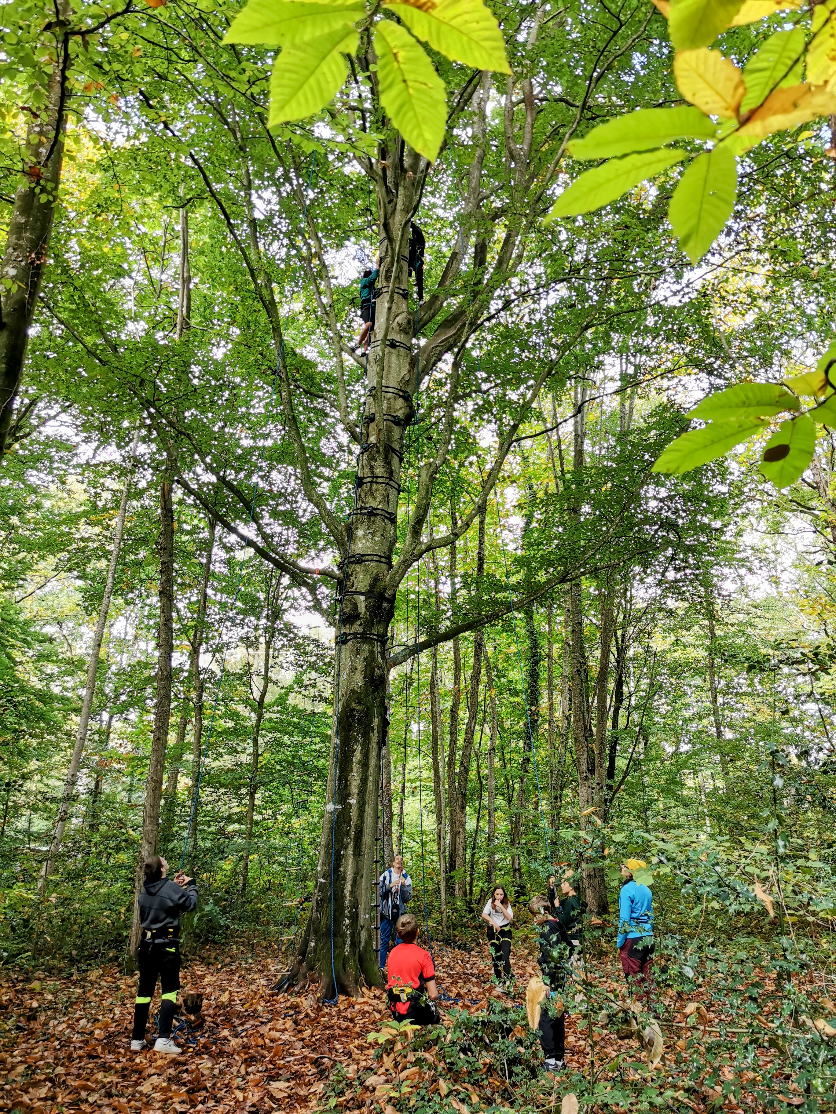 Colonie vacances grimpe arbres - Côte d'Émeraude, Bretagne, Côtes-d'Armor