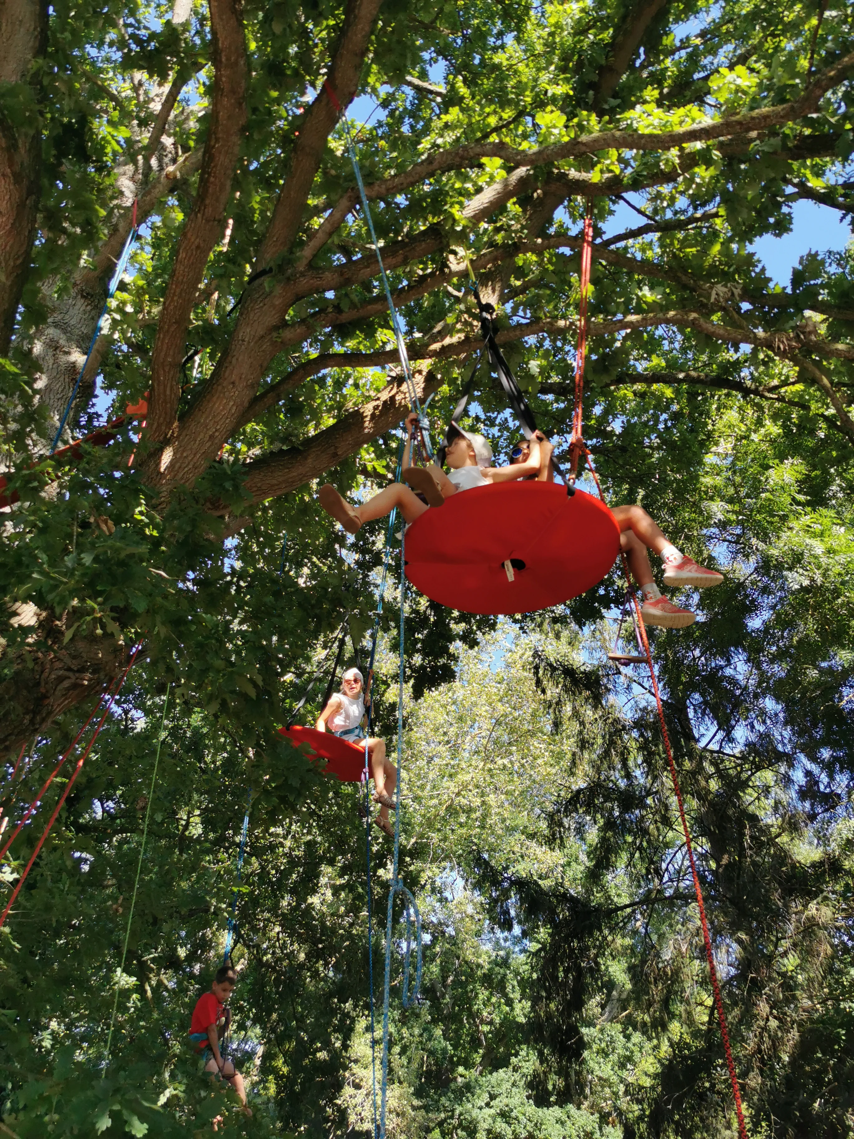 Animation grimpe d'arbre événement groupe - Beaussais-sur-Mer, Bretagne