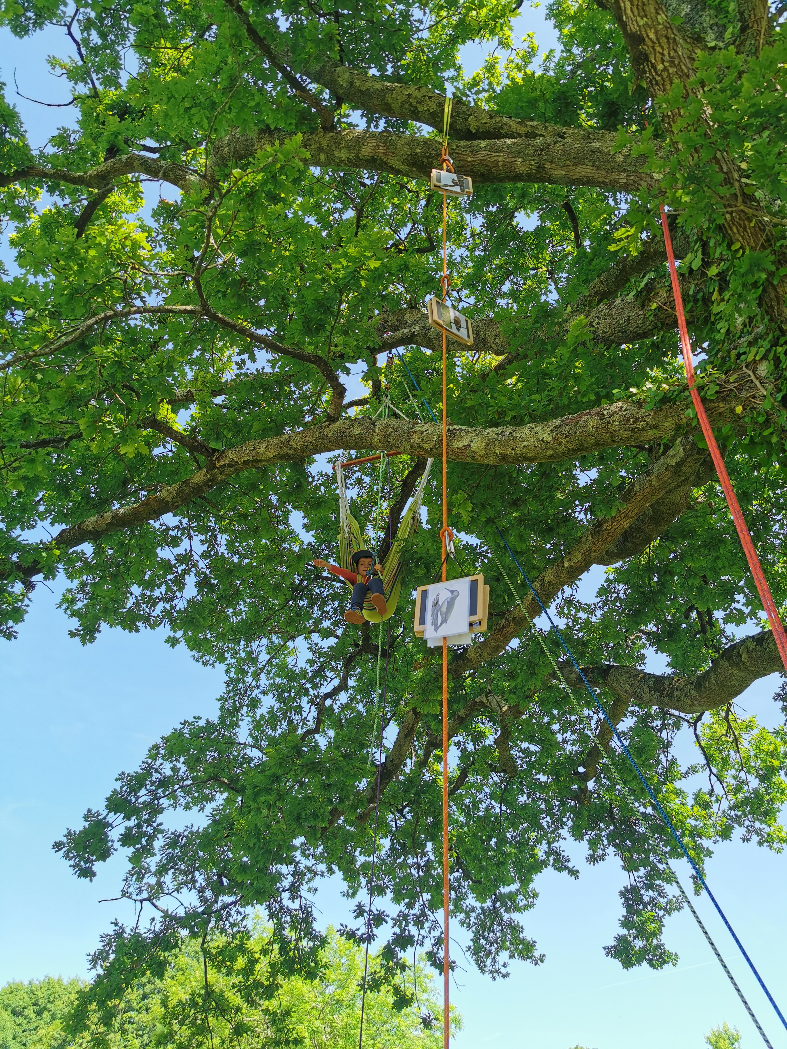 SVT EEDD grimpe arbre collège lycée - Bretagne, Côtes-d'Armor