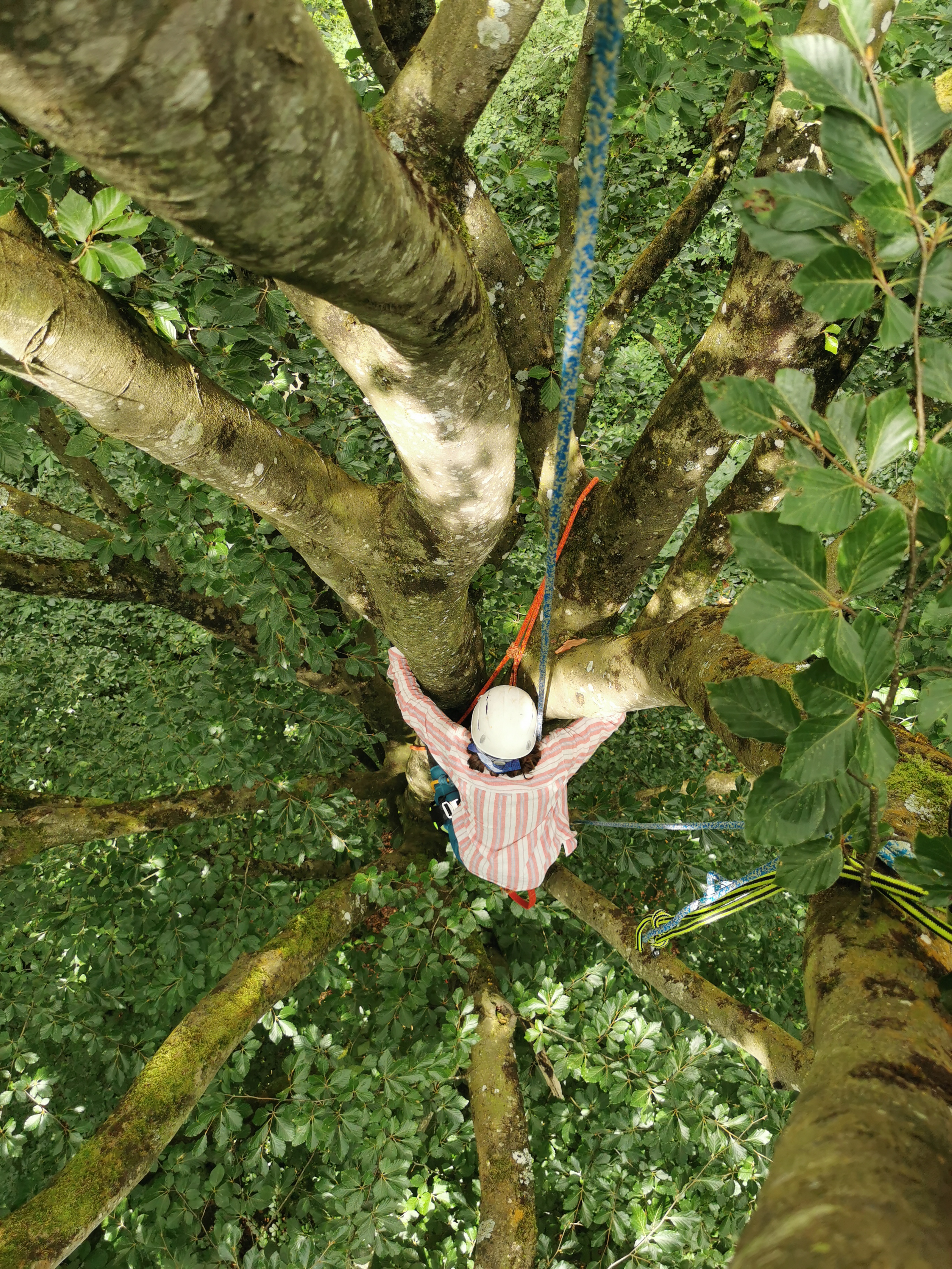 Stage grimpe arbre 15 ans et plus Beaussais-sur-Mer - Autonomie complète techniques professionnelles grimpe arbres