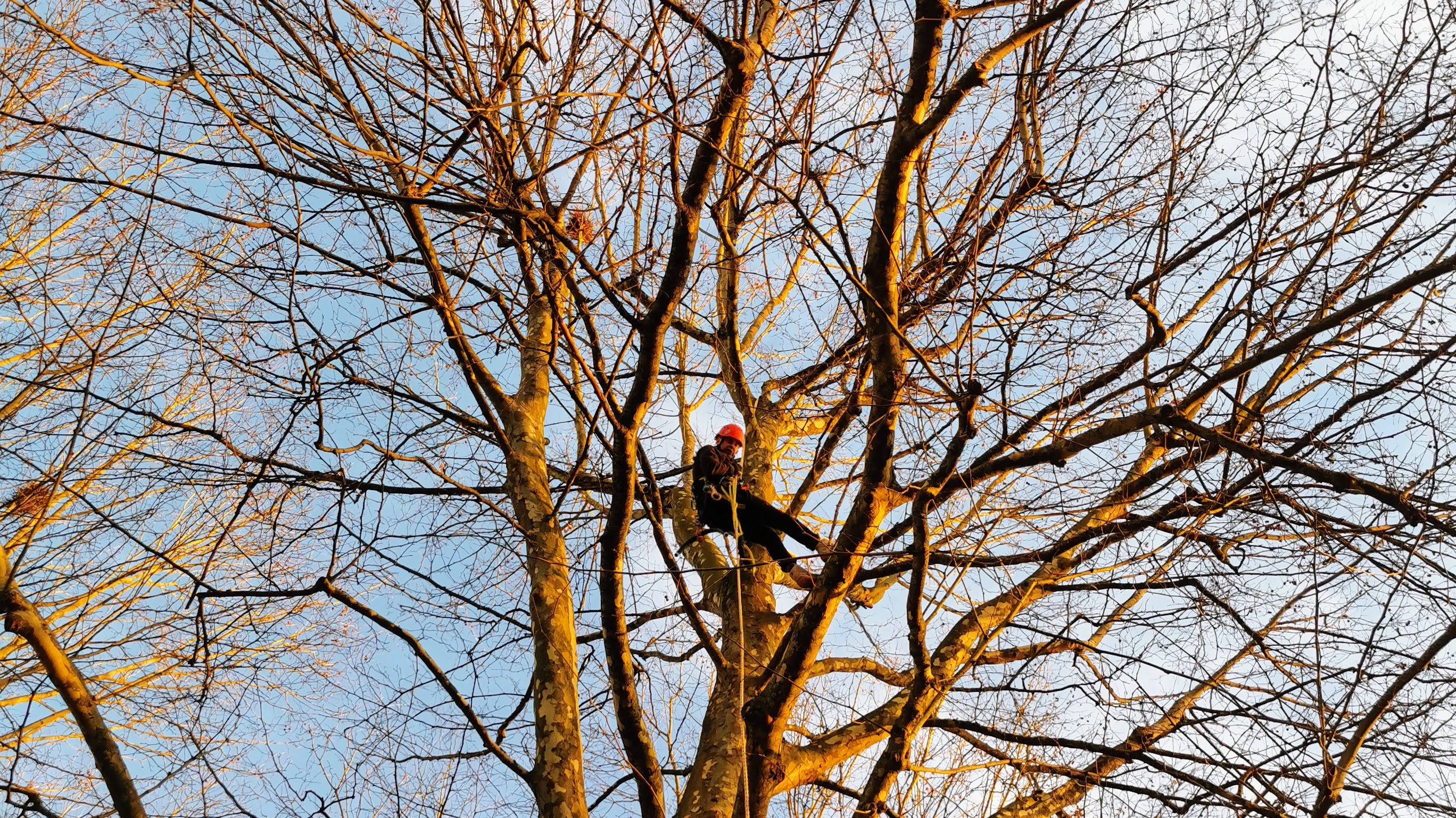 Stage autonomie grimpe arbre adulte débutant Beaussais-sur-Mer Bretagne - Formation techniques professionnelles 15 ans et plus