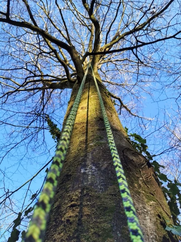 Balade arborée - grimpe d'arbres découverte en pleine nature