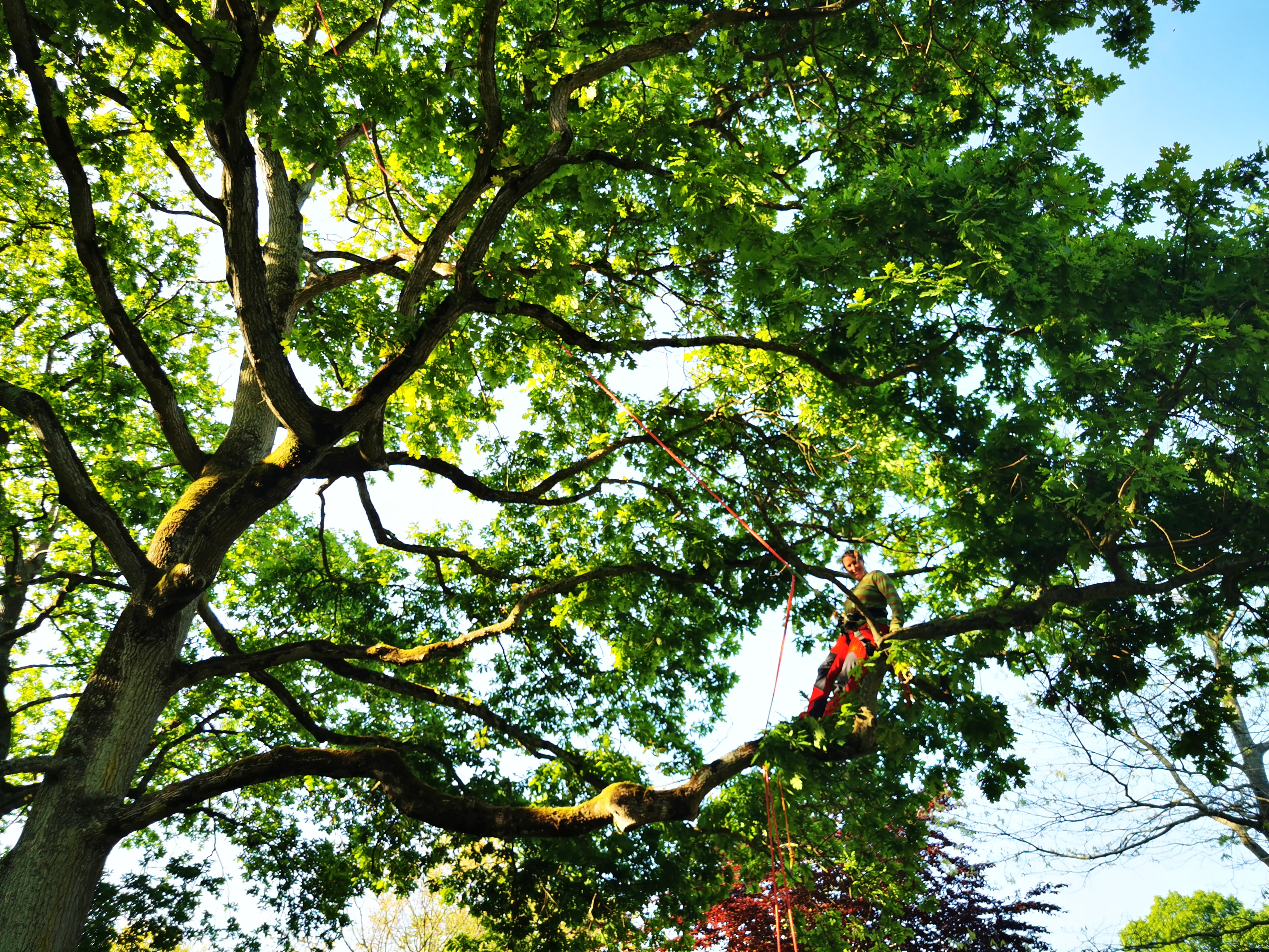 Stage d'autonomie grimpe d'arbre - personne grimpant en autonomie avec ciel bleu